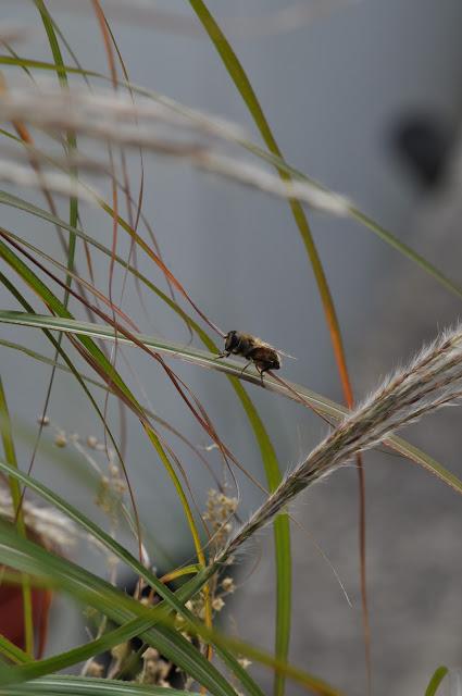 Oranges, Reds, Bugs and Seed Heads