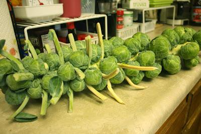 The Alien Vegetable (Brussels Sprouts)