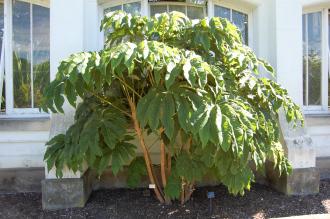 Tetrapanax papyrifer 'Rex' (08/09/2012, Kew Gardens, London)