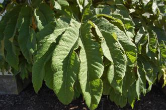 Tetrapanax papyrifer 'Rex' Leaf (08/09/2012, Kew Gardens, London)