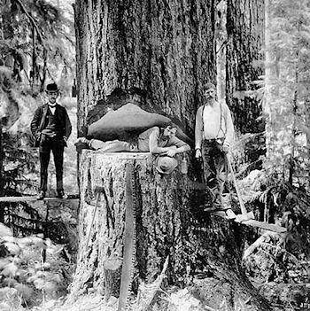 The Lumberjacks Who Felled California's Giant Redwoods