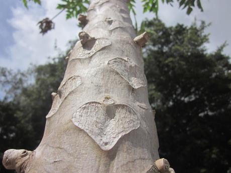 Heart shapes climbing a papaya tree in Koloa, Kaua'i (submitted by Caitlin M.)