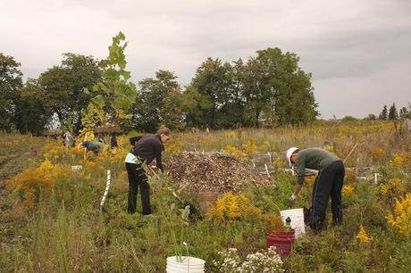 Experience: Tree Planting with the David Suzuki Foundation