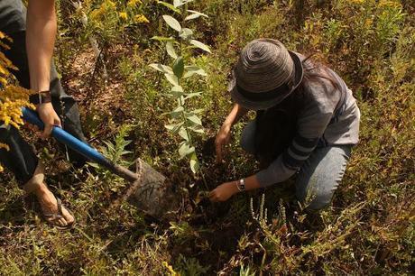 Experience: Tree Planting with the David Suzuki Foundation