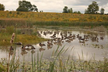 Experience: Tree Planting with the David Suzuki Foundation