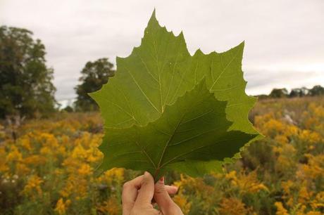 Experience: Tree Planting with the David Suzuki Foundation