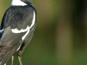 Swooped When Magpies Attack