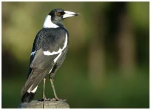 Swooped – when magpies attack