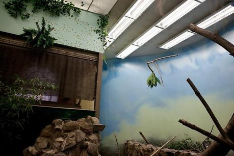 The Sad And Artificial World Of Zoo Habitats