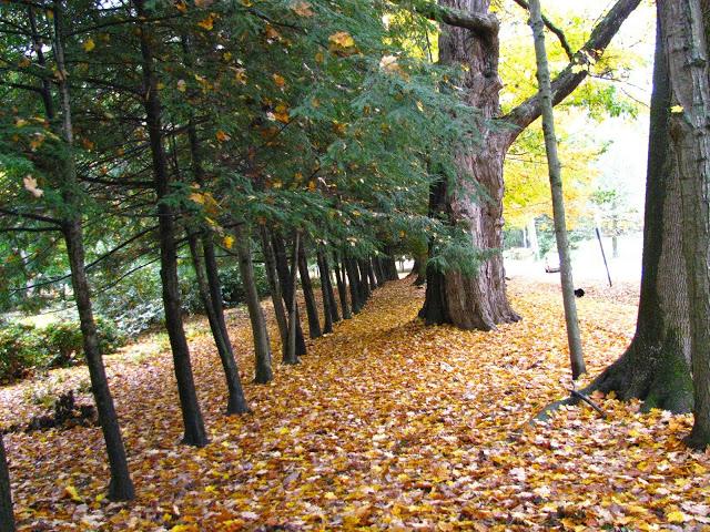 a carpet of leaves