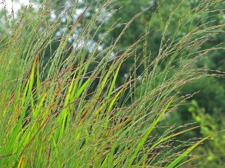See ya ornamental grasses
