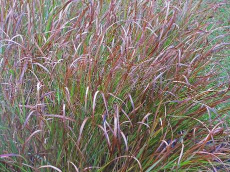 See ya ornamental grasses