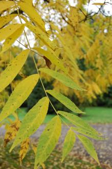 Juglans nigra 'Alburyensis' Leaf (20/10/2012, Kew Gardens, London)