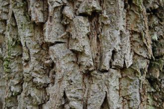 Juglans nigra 'Alburyensis' Bark (20/10/2012, Kew Gardens, London)