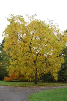 Juglans nigra 'Alburyensis' (20/10/2012, Kew Gardens, London)