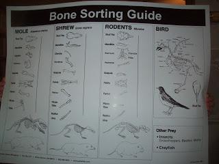 Owl Pellet Bone Sorting Guide