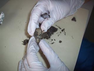 Dissecting Owl Pellets