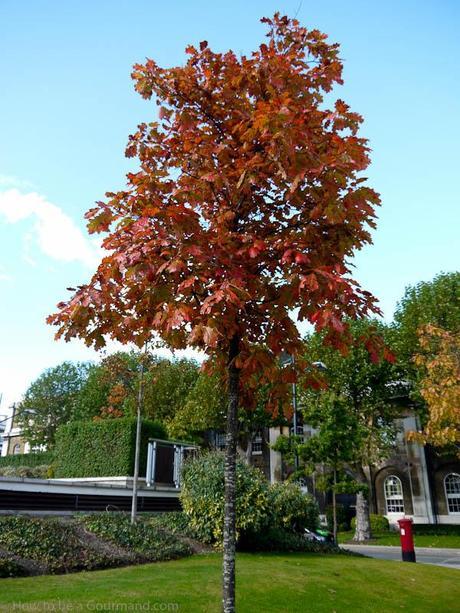 A tree in Autumn