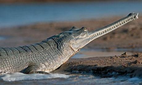 The Gharial - Good News For The Critically Endangered Indian Crocodile?