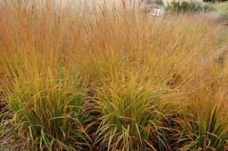 Molinia caerulea subsp. arundinacea (20/10.2012, Kew Gardens, London)