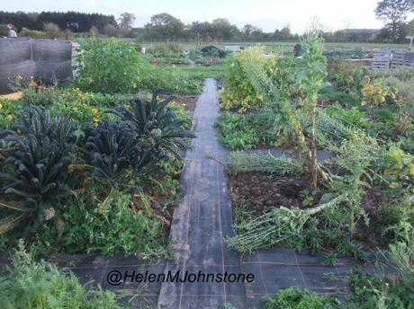 Saying goodbye to the allotment