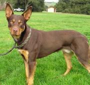 Featured Animal: Australian Kelpie