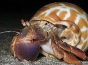 Hermit Crabs Socialize Evict Their Neighbors