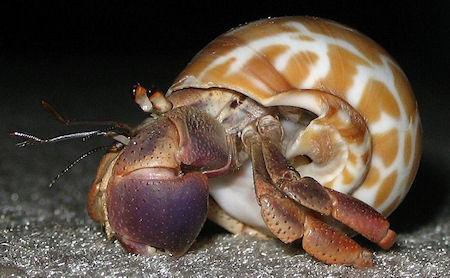 Hermit Crabs Socialize To Evict Their Neighbors