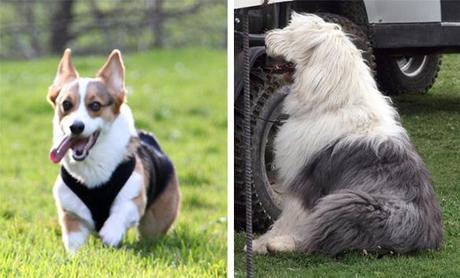 Sheepdogs and Corgis on the Brink of Extinction?