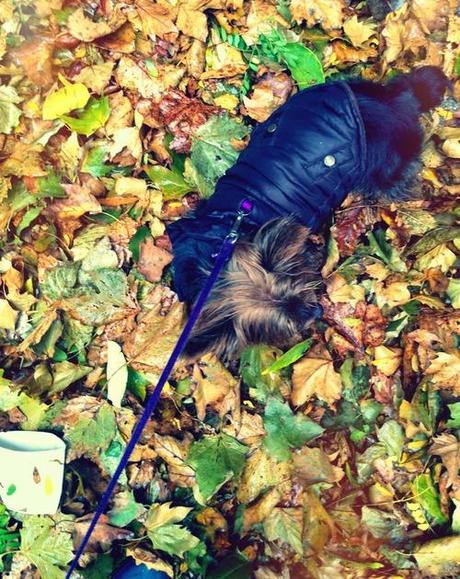 Live Reporting On Hurricane Sandy From The Trenches* of South Brooklyn (*Tree-Lined Streets)