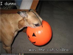 Pumpkin is good for dogs