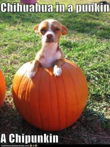 Pumpkin is good for dogs