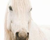 White Horse Photograph, Beautiful Gaze, 8x12 Fine Art Photograph, Monochromatic white photography, Animal photography - ApplesAndOats