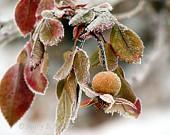 Frosted Rose Hip Winter Photography 7x5 rust brown, olive green, gray, botanical nature photo, woodland rustic home decor - MaryFosterCreative