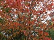 Plant Week: Prunus Sargentii