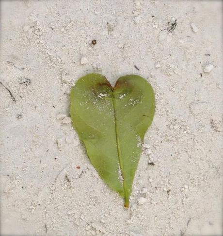 heart sand sun fun leaf heart 