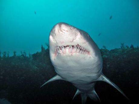 Shark diving in South Africa with Ragged Tooth sharks in Aliwal Shoal