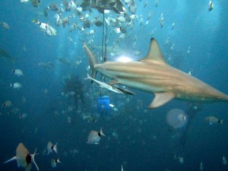 Shark diving in South Africa with Oceanic Black Tip Sharks