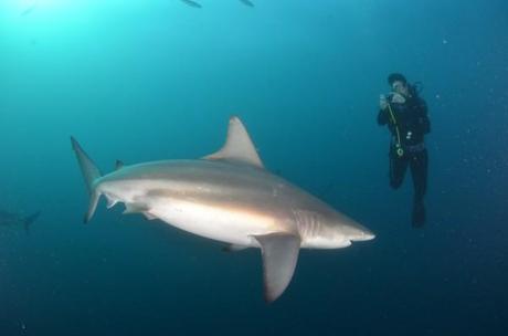 Me shark diving with an Oceanic Black Tip in South Africa
