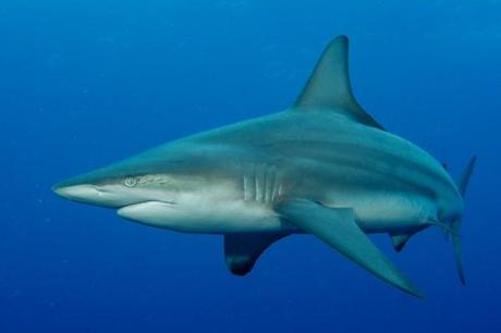 Shark diving in South Africa with Oceanic Black Tip sharks