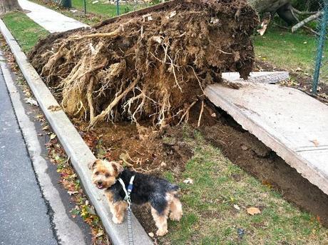 priscilla inspects hurricane sandy's path of destruction