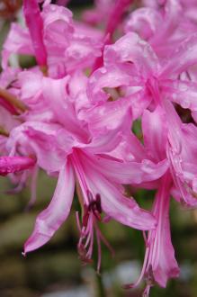 Nerine bowdenii Flower (20/10/2012, Kew Gardens, London)