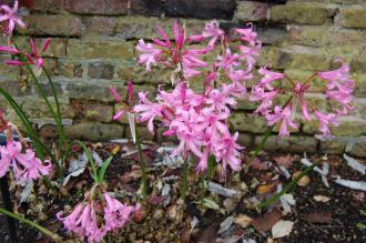 Nerine bowdenii (20/10/2012, Kew Gardens, London)