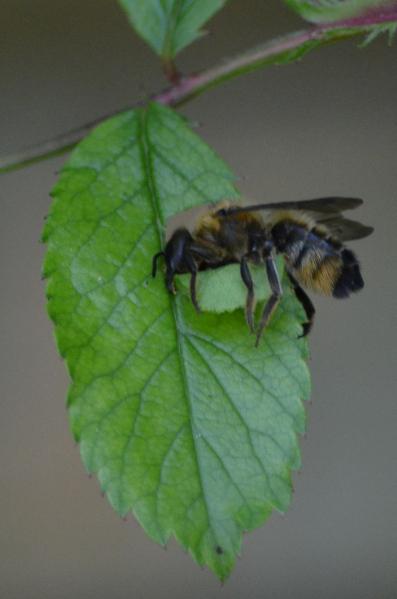 Leaf cutter bees