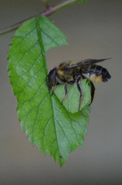 Leaf cutter bees