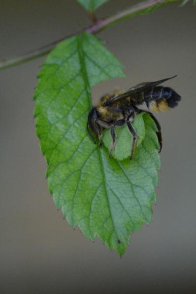 Leaf cutter bees