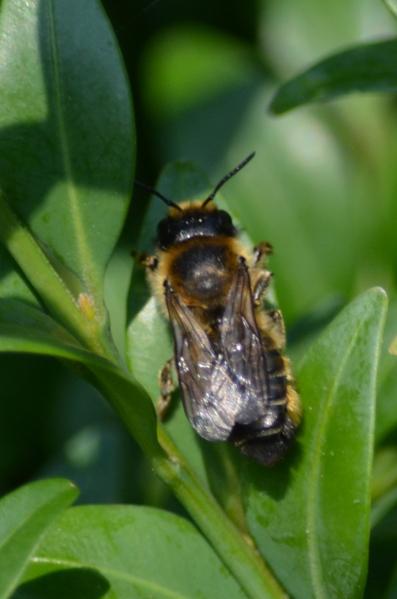 Leaf cutter bees