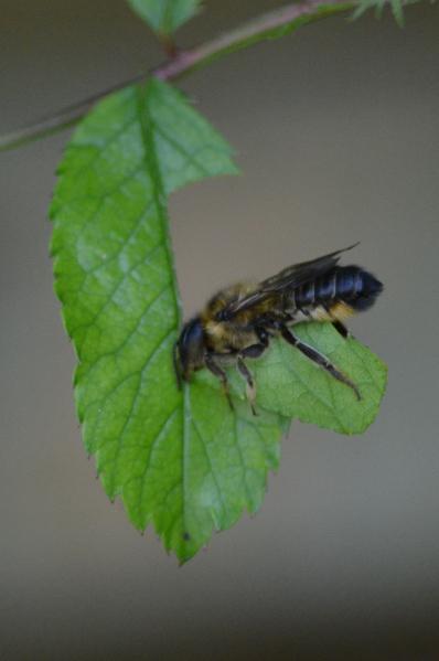 Leaf cutter bees