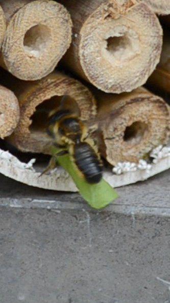 Leaf cutter bees