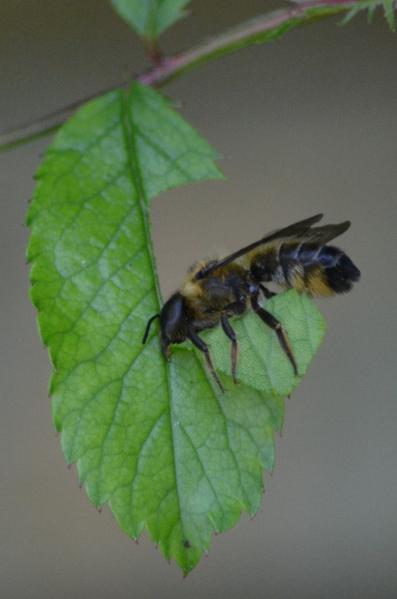 Leaf cutter bees